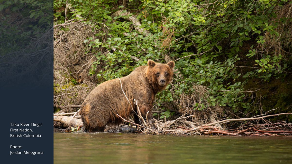 Borealconserve's tweet photo. Grizzly bears help keep the Boreal Forest healthy simply by being bears. 🐻 As they walk, eat and dig, they disperse seeds, aerate soil and support plant growth.

Protecting intact landscapes protects the whole ecosystem.

📍Taku River Tlingit First Nation, BC
📷 Jordan Melograna https://t.co/LYICjhgPgg