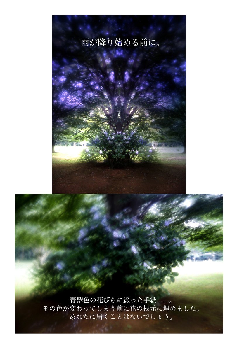 bookletterrain's tweet photo. 『雨が降り始める前に。』

青紫色の花びらに綴った手紙...。
その色が変わってしまう前に花の根元に埋めました。
あなたに届くことはないでしょう。

#写真と言葉 https://t.co/M9g4MwUQaN