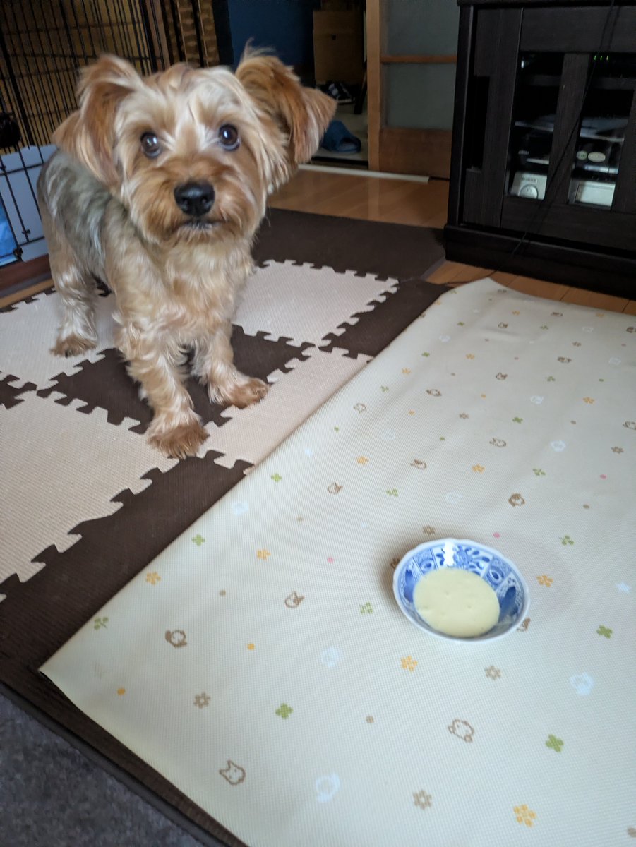 YorkieHaTundel's tweet photo. 今日はね
さつまいも🍠スムージー作ったよ
おいしいか〜犬ぅ～～

材料は─
さつまいも、牛乳、はちみつ、氷だけ
#スムージー #ヨーキー https://t.co/ZNeGTBxJ3i