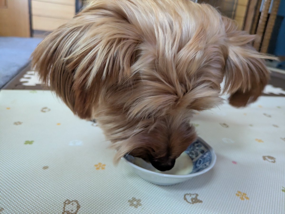 YorkieHaTundel's tweet photo. 今日はね
さつまいも🍠スムージー作ったよ
おいしいか〜犬ぅ～～

材料は─
さつまいも、牛乳、はちみつ、氷だけ
#スムージー #ヨーキー https://t.co/ZNeGTBxJ3i
