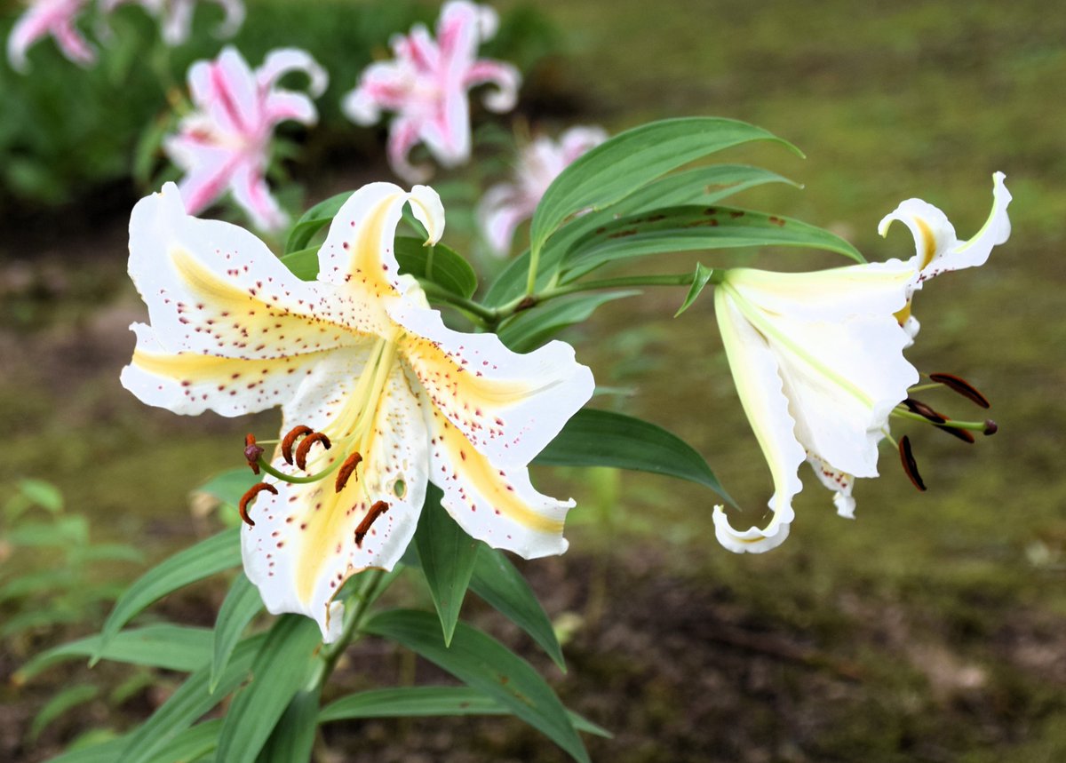 FnmUaz6bYZgMEKV's tweet photo. おはようございます🤗
ヤマユリは『ユリの王者』🌼
素敵な一日をお過ごしください🍀

＃富山県中央植物園 https://t.co/IRCH3eUwz9