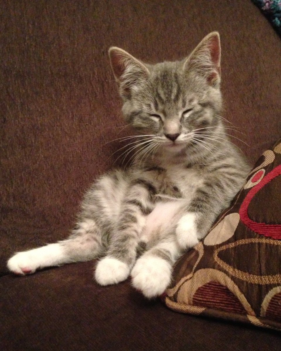 onlyfloofs's tweet photo. Sooo sleepy! #onlyfloofs #cats https://t.co/vqL2W4qYIi