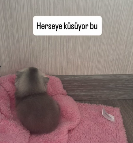 MizahKingarsiv's tweet photo. her şeye küsüyor bu https://t.co/hbSsuUym94