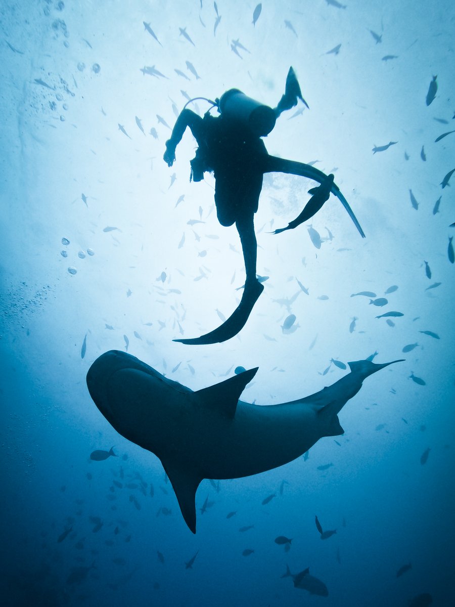 GoPro's tweet photo. Photo of the Day: It takes two to tango 🕺💃

📸 Tobias Mussio + #GoProHERO13 Black
🏆 $100 GoPro Award

#GoPro #SharkWeek #SharkDiving #Silhouette https://t.co/DypcIEGmC0