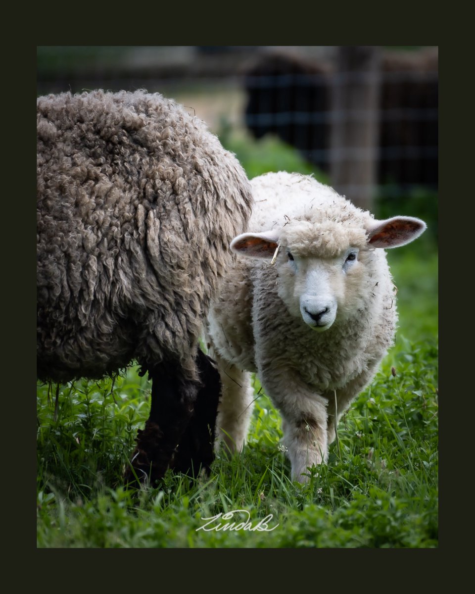 LSBofEBB's tweet photo. You can almost draw a straight line from one ear to the other on this young sheep.  Do sheep move their ears around to hear  like cats, rabbits, deer...?  I don't know much about farm animals but love to learn. 
#sheep #farmanimals #alwayslearning #massachusetts #photographer https://t.co/BccPC167AA