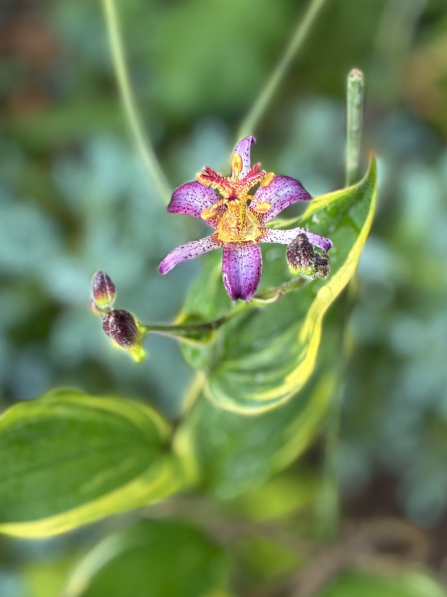 oRHYNkWVjZ26583's tweet photo. I planted a toad lily, thinking it would have a modest little flower, but it turned out much more colorful than I expected.

#toadlily #gardening #mygarden
#わたしのお庭  #お庭つくります https://t.co/GT7iz6TIuH