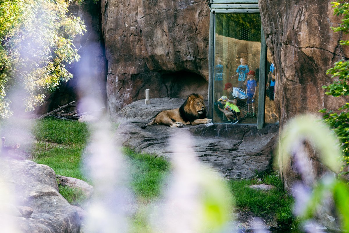 VisitWichita's tweet photo. Good news for Kansas families! 🌻

Sunflower Summer has been extended through Aug. 8, giving you even more time to enjoy free admission to participating attractions across Wichita and Kansas.

If you've been meaning to visit the zoo, explore a museum or try something new, consider this your friendly reminder. More days. More adventures. Same great memories.

📍See participating Wichita attractions and start planning: https://t.co/psRJOJPUuS

#VisitWichita #SlightlyOffCenter #SunflowerSummer #WichitaKS #FamilyFun