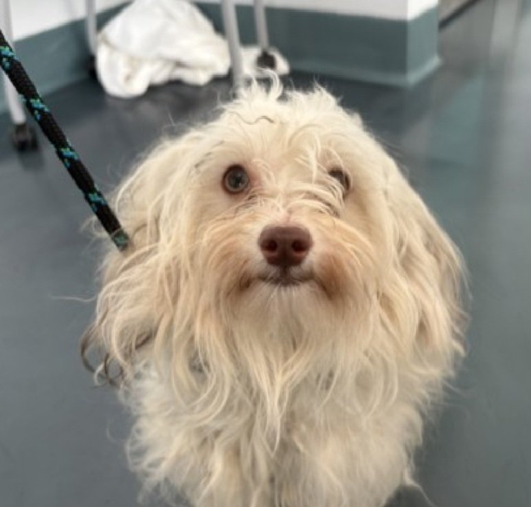 nyc_lilpaws2025's tweet photo. Meet Doritos Locos Taco 260323
#NYCACC #AdoptMe 
He is an 11 lb, 1 yr old puppy
Fearful in new situations 
Once comfortable, he is a cuddlebug
ok for kids 13+
Let's find DLT a great home!
https://t.co/NXhlVMYef0
#Pledge4Rescue #foster #adopt 
#DogsofX https://t.co/pD8BJPQjbi