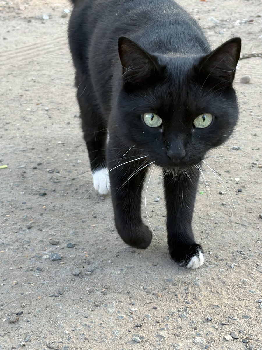 SanchoDMNT's tweet photo. 朝の猫 https://t.co/LZXew44yyw