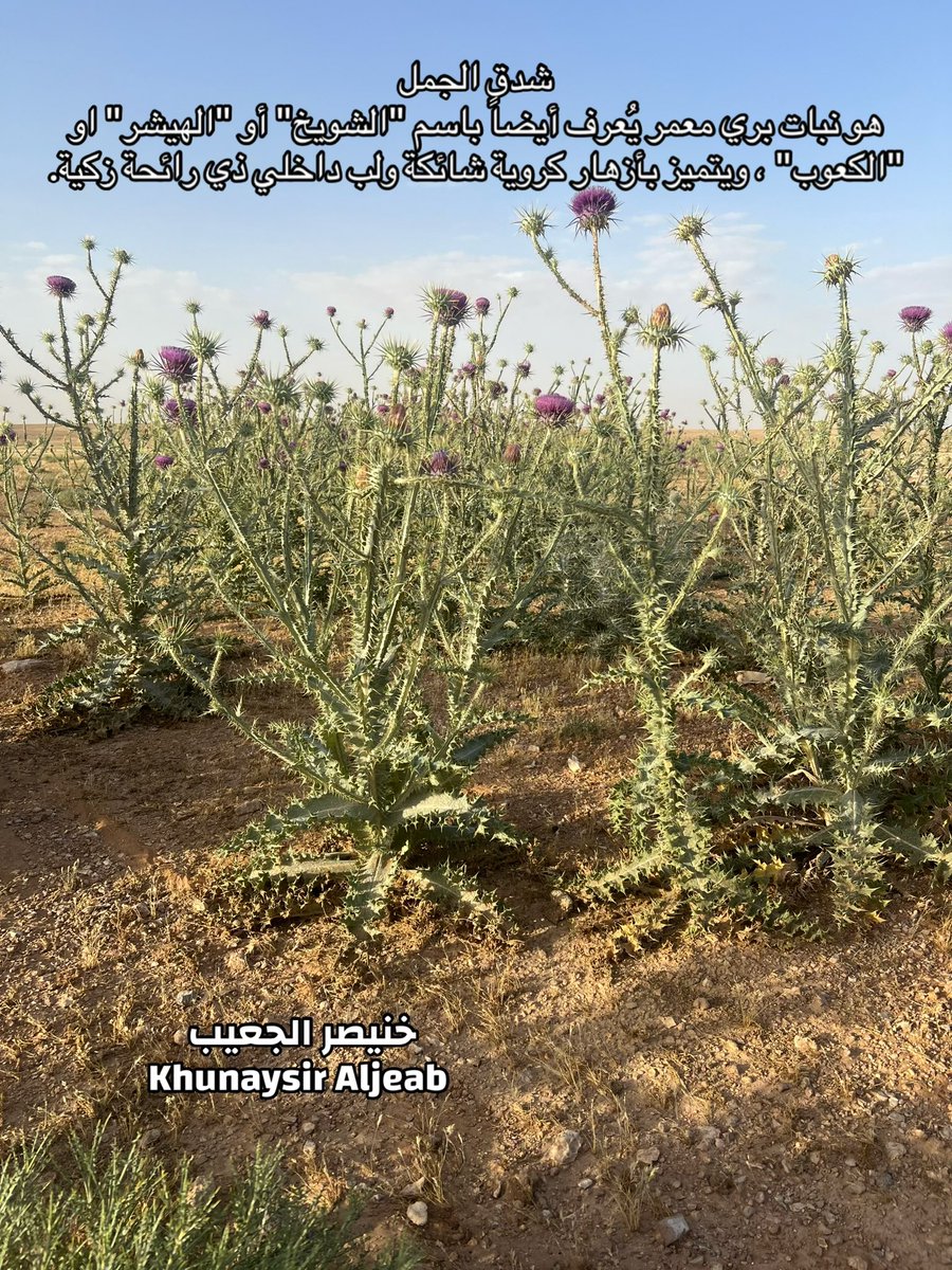 kw_089's tweet photo. نبات شدق الجمل ( الشويخ ، الهيشر او الكعوب ) https://t.co/tAqExYwpME
