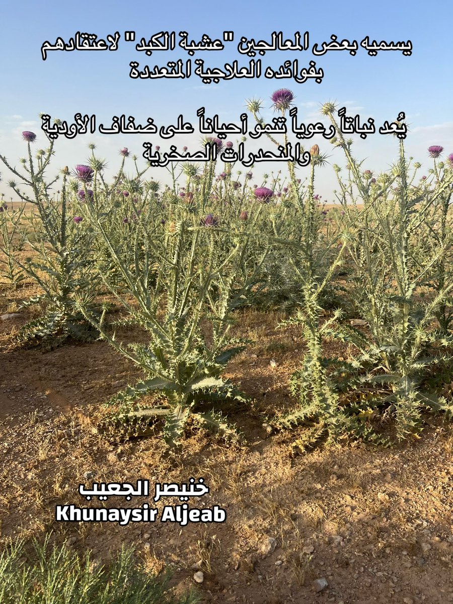 kw_089's tweet photo. نبات شدق الجمل ( الشويخ ، الهيشر او الكعوب ) https://t.co/tAqExYwpME