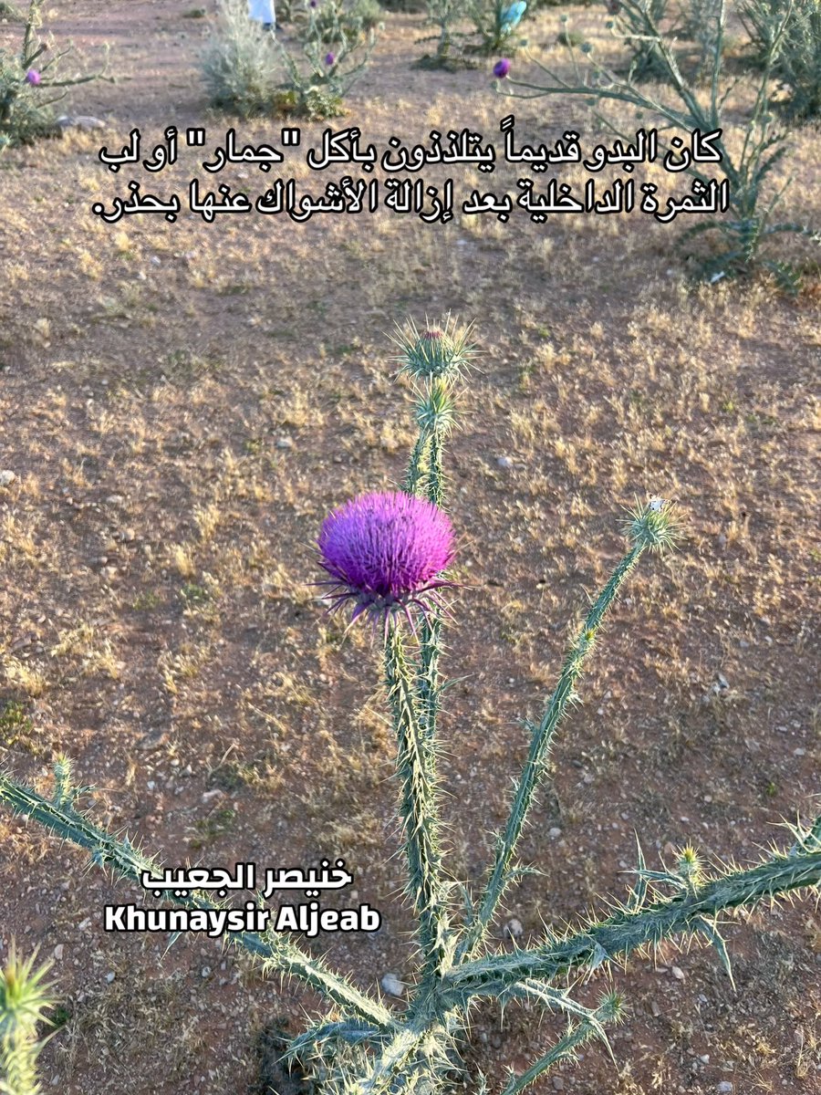kw_089's tweet photo. نبات شدق الجمل ( الشويخ ، الهيشر او الكعوب ) https://t.co/tAqExYwpME