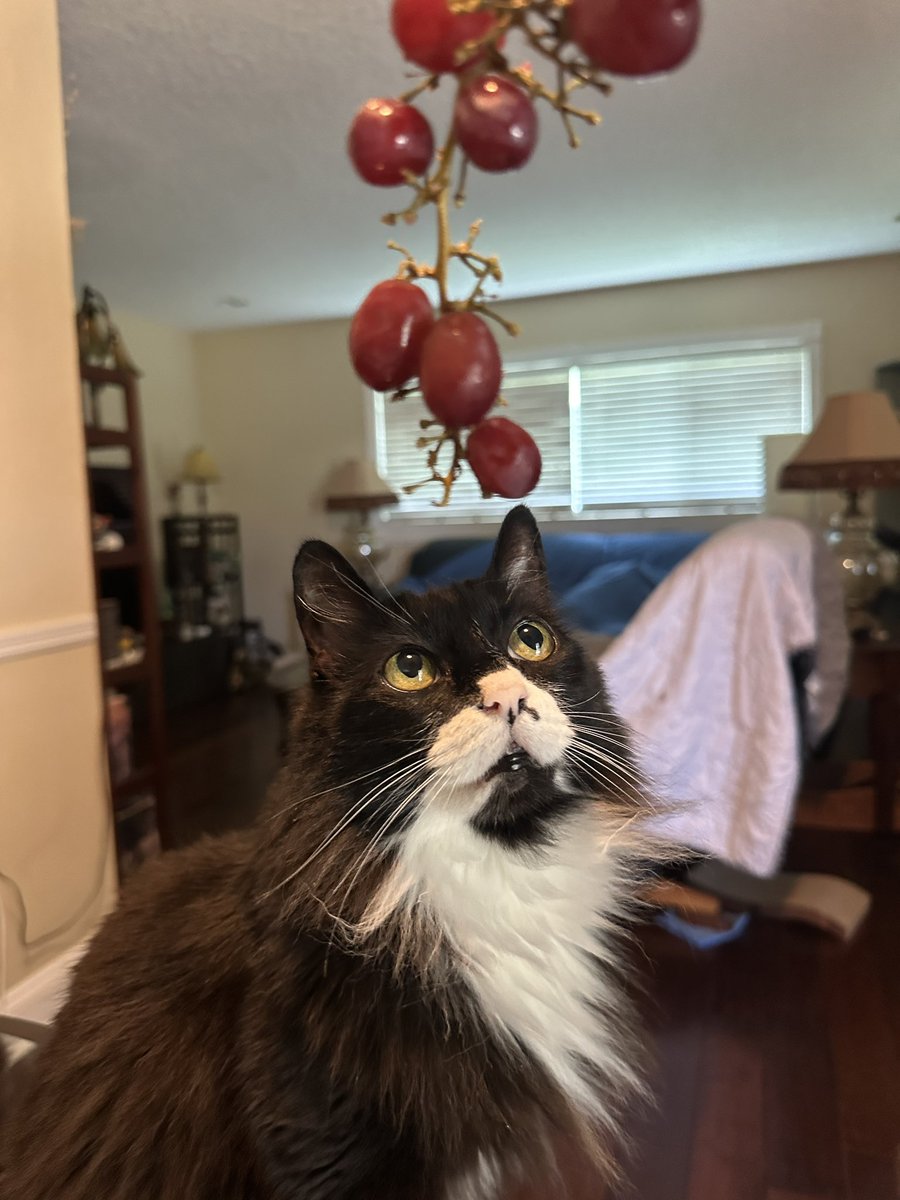 cat named psycho tweet media