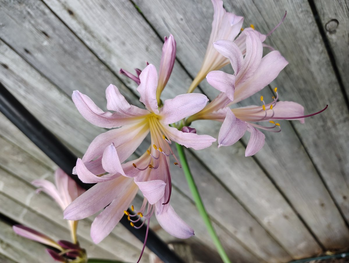 DeejHoneyDrop's tweet photo. Blooms of the day! ;) ๐๐ฅฐ๐ฉท๐ธ #flowers #lovely #myyard #garden #prettyinpink #wowwednesday https://t.co/ggoDxCIdgW