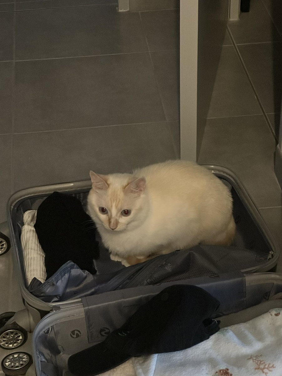 lattechat_'s tweet photo. désolée mon cœur, je ne vais pas pouvoir t’emmener dans l’avion 😔 https://t.co/Qj0qNVUTdE