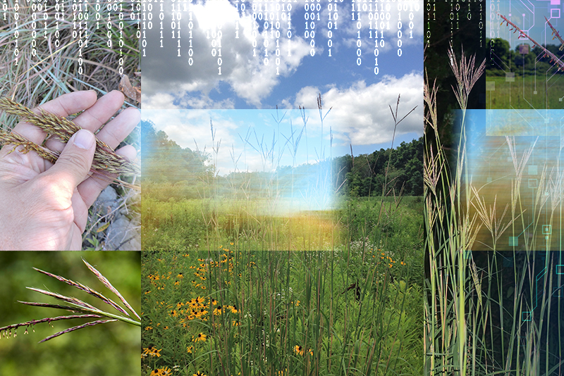 UDcanr's tweet photo. @udelaware's Yin Bao built an AI tool that analyzed tens of thousands of photos from iNaturalist of four North American prairie warm-season perennial grasses. 

#UDel #PlantScience #ArtificiaIintelligence

Read about the research. 
https://t.co/81eCmTRsr3 https://t.co/dDXuccpdCD