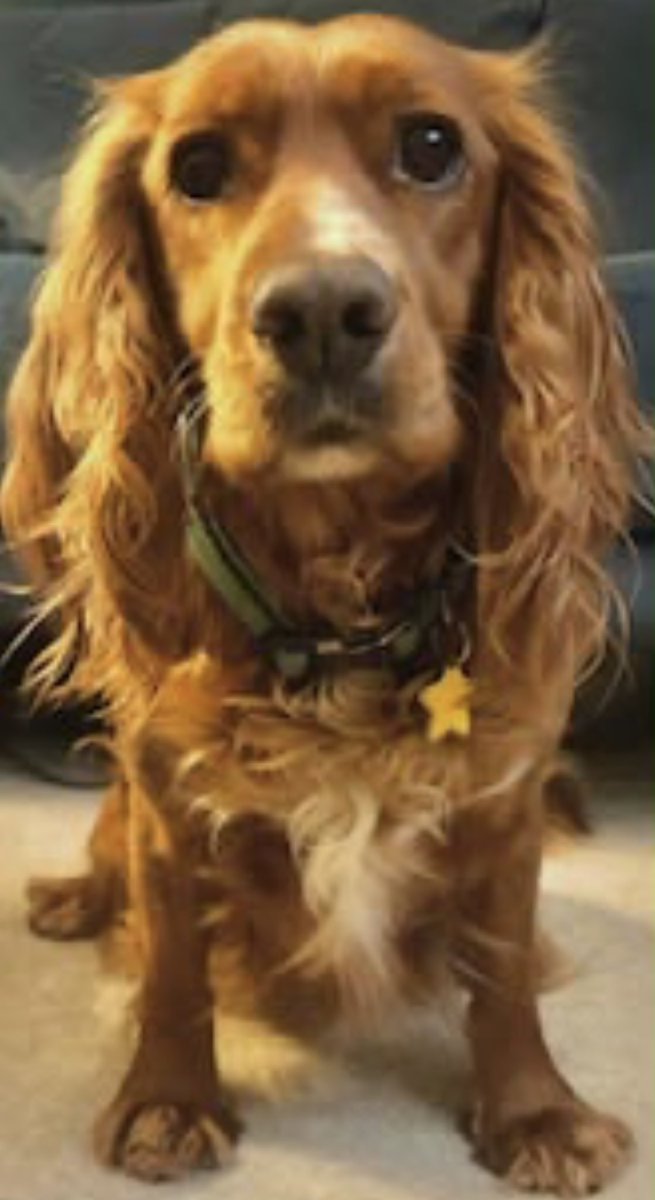 rosieDoc2's tweet photo. #SpanielHour 
KOKKO adult female #CockerSpaniel missing since 27/7/26 #Redhill #RH11 
Lost by dog walker 25 miles from home must be so scared. 
Wearing navy blue corded collar/ID 
#Surrey 
https://t.co/yIRC5jfxvH
@redhillfc @redhillcc @SurreyRoadCops @SurreyLife @JacquiSaid https://t.co/tPJjAmcfNb