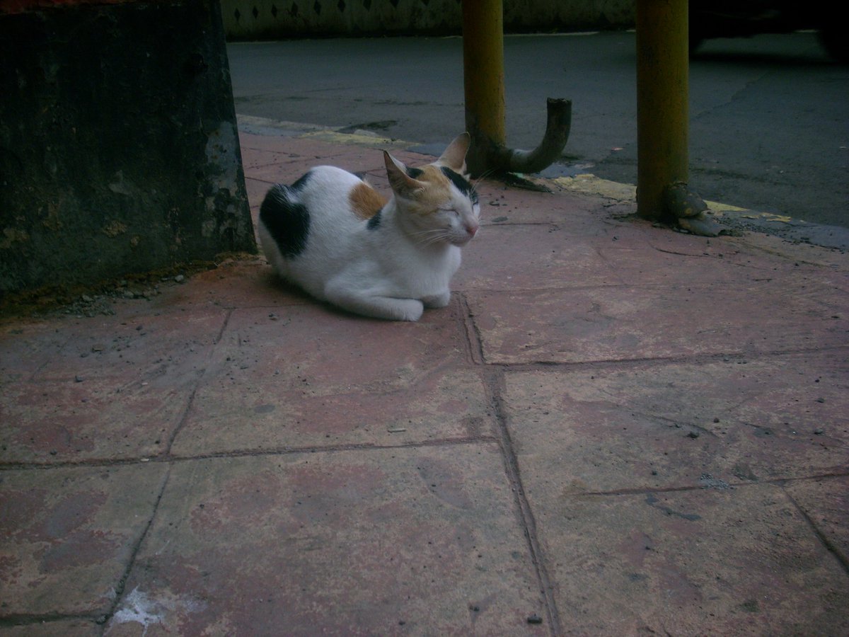 rayexis's tweet photo. date idea: we go for a walk around fort and kiss everytime we see a cat https://t.co/1Ud7fmY0a4