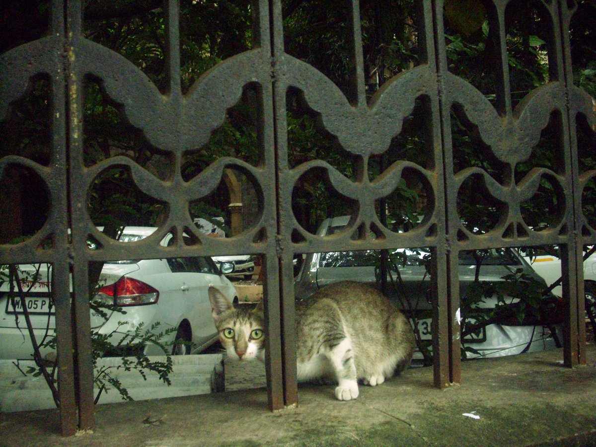 rayexis's tweet photo. date idea: we go for a walk around fort and kiss everytime we see a cat https://t.co/1Ud7fmY0a4