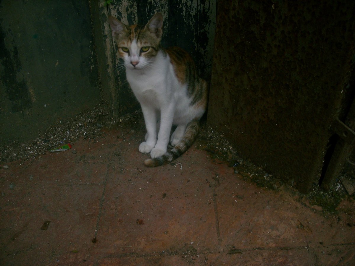rayexis's tweet photo. date idea: we go for a walk around fort and kiss everytime we see a cat https://t.co/1Ud7fmY0a4