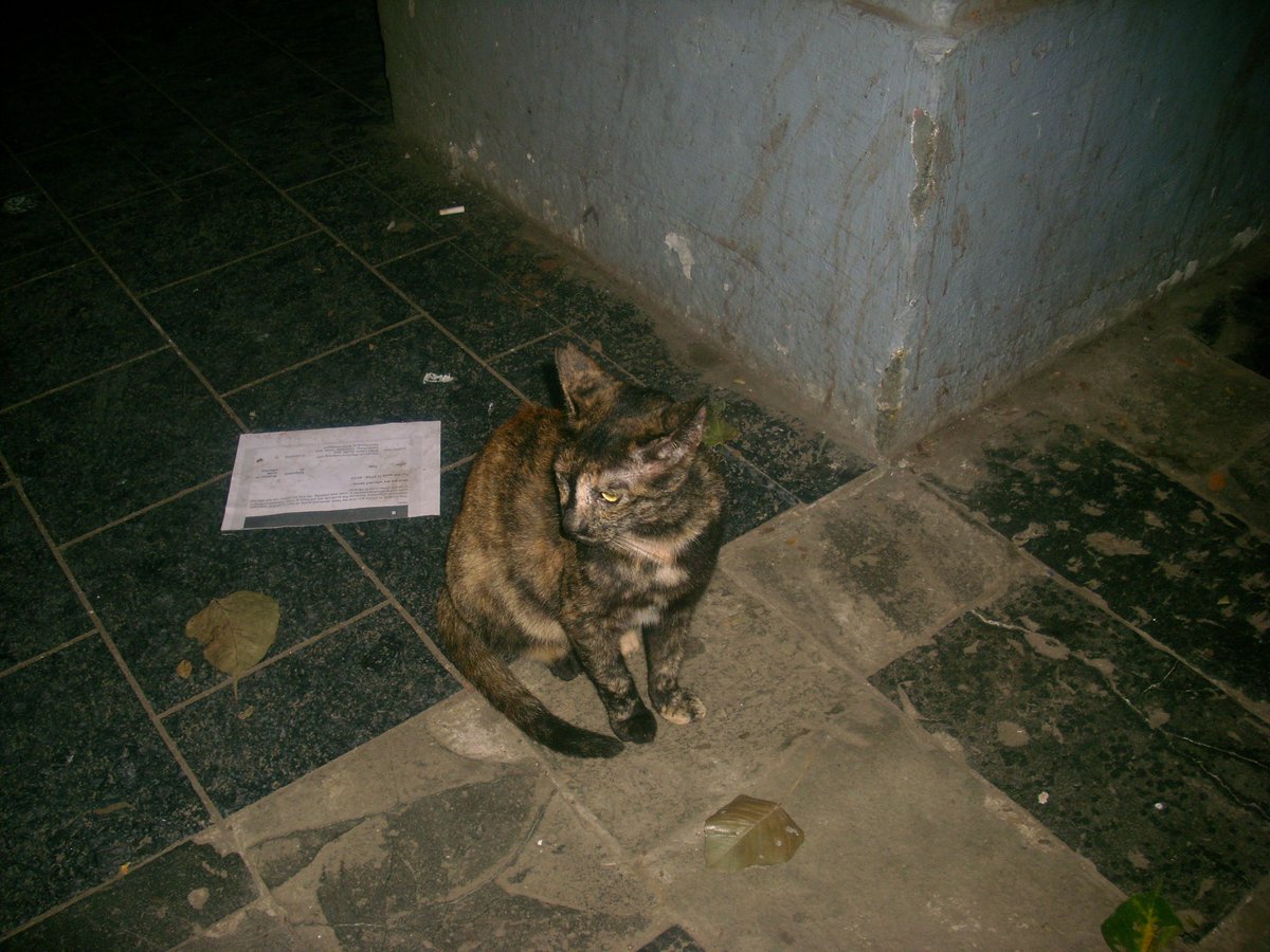rayexis's tweet photo. date idea: we go for a walk around fort and kiss everytime we see a cat https://t.co/1Ud7fmY0a4