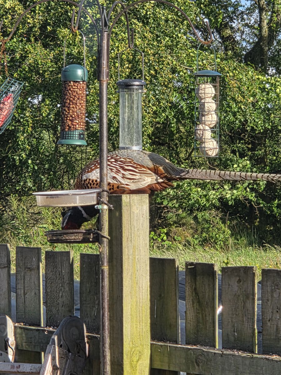 sallyfollis's tweet photo. @CarlBovisNature Our resident pheasant  Phil https://t.co/eA2Yn8KjZl