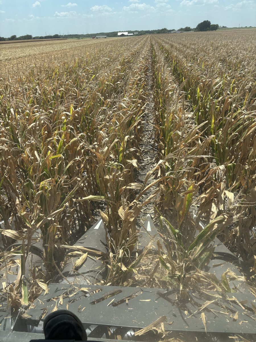 joshgerik_82's tweet photo. Planted march 25.  Greenest stalk I’ve ever seen with dry grain. https://t.co/rFED4I4G68