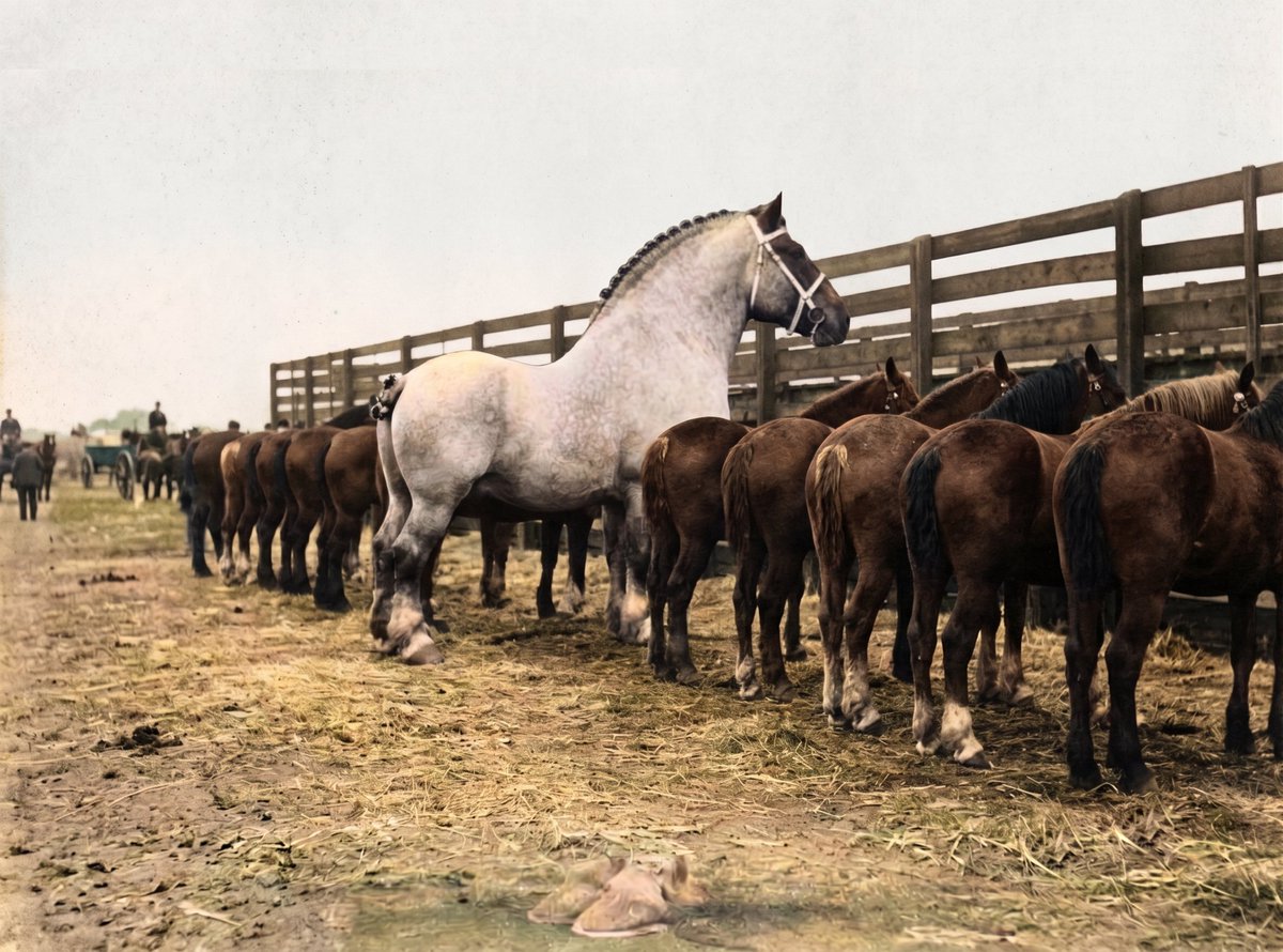 World Biggest Horse tweet media