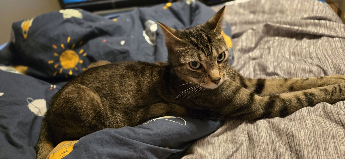 Finncognit0's tweet photo. @VorosTwins My Dwight. He's very sociable and loves pets. He plays fetch with his favorite fish toys. https://t.co/LBPQGTZw2K