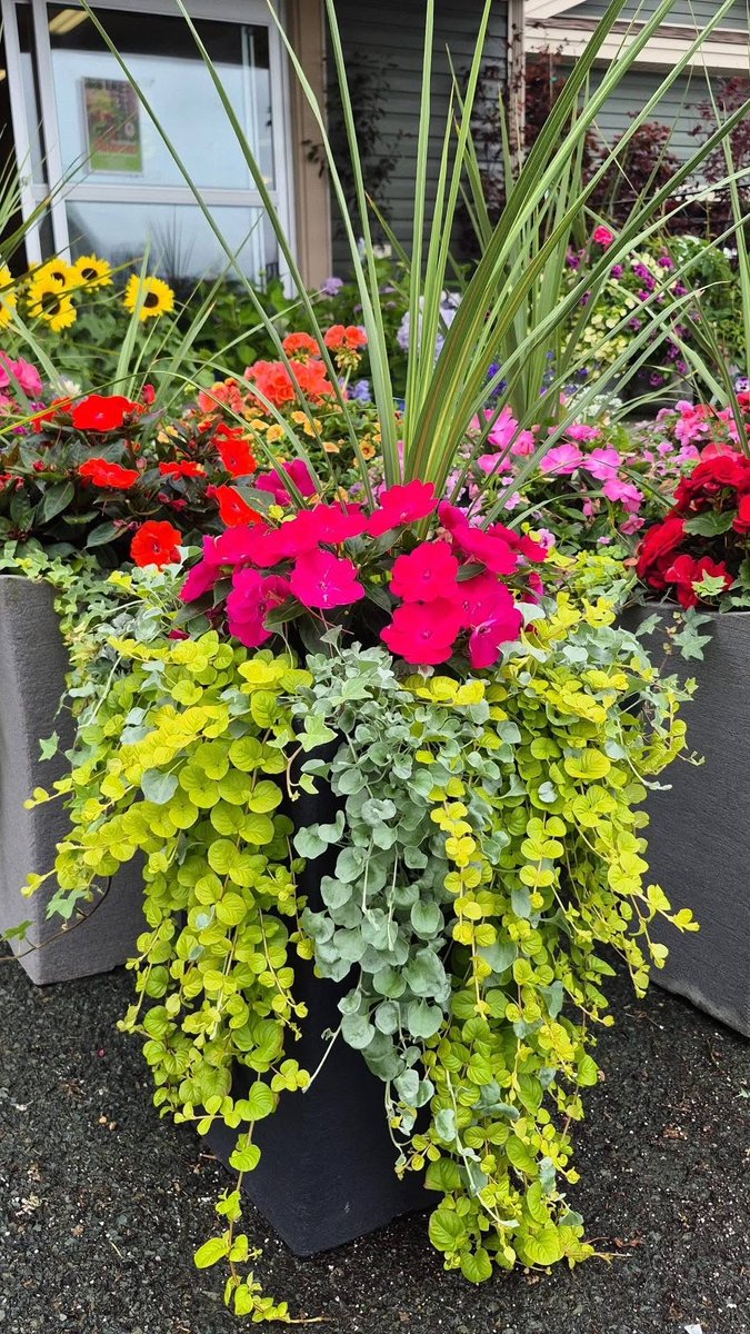 123murrey's tweet photo. 🌸50% OFF ALL PATIO PLANTERS🌸
Too busy to plant?! Got a bare spot that needs a little color?! No worries, we've got you covered!!! All remaining pre-made Patio Planters now 50% off!!! 🤩 RiseandShine Nursery #Goulds #StJohns #NL 

Open daily! See you here.
📍829 Main Rd, Goulds https://t.co/o2aZsIE0Te
