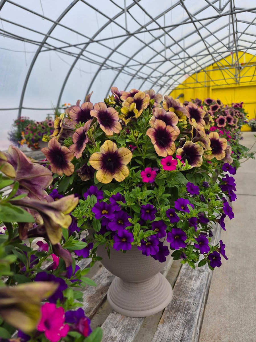 123murrey's tweet photo. 🌸50% OFF ALL PATIO PLANTERS🌸
Too busy to plant?! Got a bare spot that needs a little color?! No worries, we've got you covered!!! All remaining pre-made Patio Planters now 50% off!!! 🤩 RiseandShine Nursery #Goulds #StJohns #NL 

Open daily! See you here.
📍829 Main Rd, Goulds https://t.co/o2aZsIE0Te