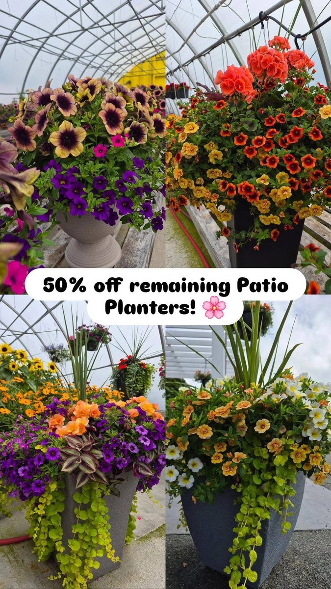 123murrey's tweet photo. 🌸50% OFF ALL PATIO PLANTERS🌸
Too busy to plant?! Got a bare spot that needs a little color?! No worries, we've got you covered!!! All remaining pre-made Patio Planters now 50% off!!! 🤩 RiseandShine Nursery #Goulds #StJohns #NL 

Open daily! See you here.
📍829 Main Rd, Goulds https://t.co/o2aZsIE0Te