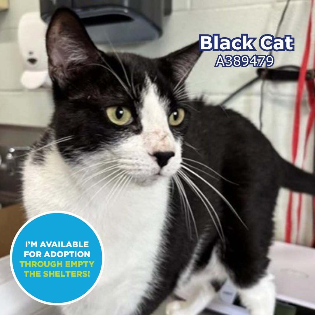 cityofcc's tweet photo. 🐾 Calling All Cat Lovers! 🐾

Corpus Christi Animal Care Services has adoptable cats and kittens looking for their forever homes! 

Join us for Bissell's Empty the Shelters event, running until August 16, 2026!  Thanks to our friends BISSELL Pet Foundation, all adoption fees are completely WAIVED at Corpus Christi Animal Care Services, 2626 Holly Road! Visiting and adoption hours are Monday through Saturday from 12:00 p.m. to 5:30 p.m.

Can't Adopt? Share this with your family and friends to help our pets find the loving homes!

#CorpusChristiTX #AdoptDontShop #CorpusChristi #EmptyTheShelters