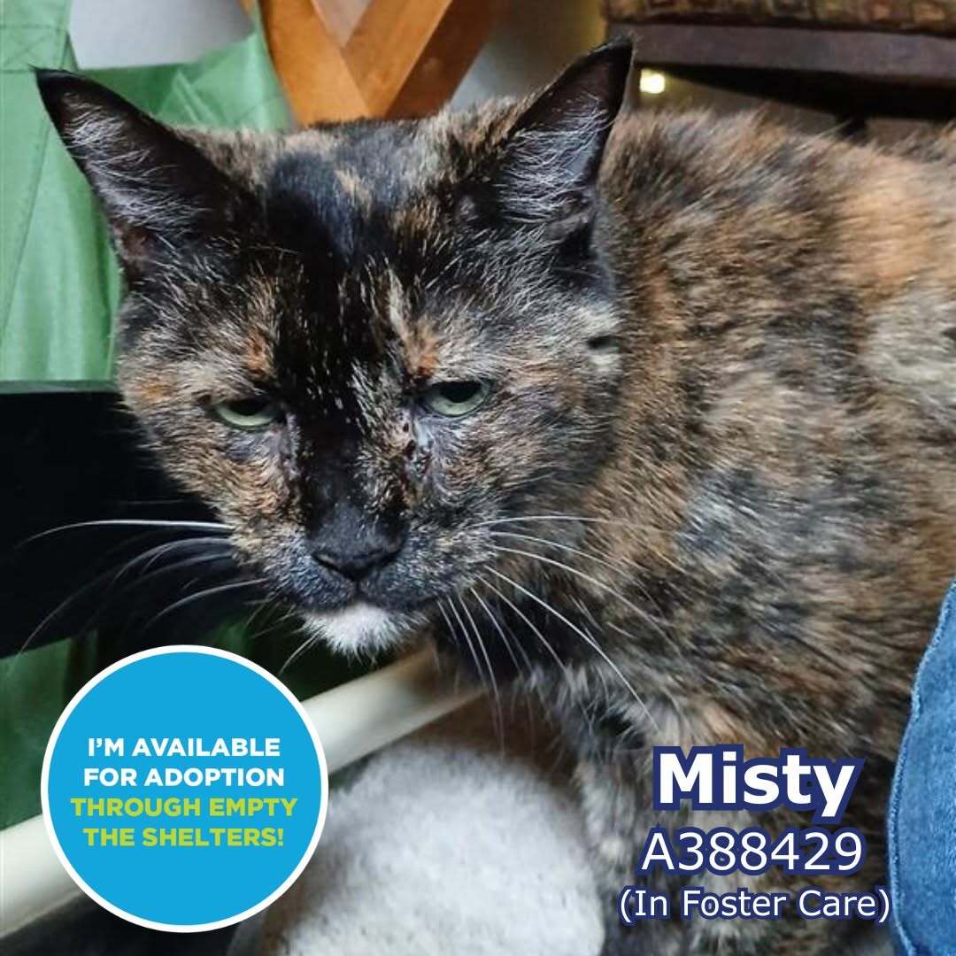 cityofcc's tweet photo. 🐾 Calling All Cat Lovers! 🐾

Corpus Christi Animal Care Services has adoptable cats and kittens looking for their forever homes! 

Join us for Bissell's Empty the Shelters event, running until August 16, 2026!  Thanks to our friends BISSELL Pet Foundation, all adoption fees are completely WAIVED at Corpus Christi Animal Care Services, 2626 Holly Road! Visiting and adoption hours are Monday through Saturday from 12:00 p.m. to 5:30 p.m.

Can't Adopt? Share this with your family and friends to help our pets find the loving homes!

#CorpusChristiTX #AdoptDontShop #CorpusChristi #EmptyTheShelters