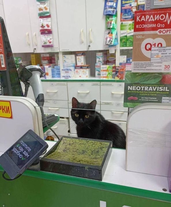 CatWorkers's tweet photo. 📸 SadistRuiner https://t.co/MJBwV8kwyW