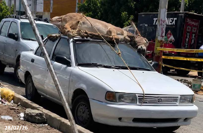 MyriamWitc16320's tweet photo. @PlataformaALTO @GuajiraPolicia A la gente #Costena hay que #Educarla el maltrato a los #Animales es mostruoso!  Este #Burrito esta vivo y mira como lo llevana AUXILIO 

.@ABDELAESPRIELLA   .@jrestrp .@omarbula .@Enrique_GomezM .@MauricioGomezCO .@AdrianaVeterin .@AnalistaClara2 .@ricardopuentesm https://t.co/BRooXQuVdZ