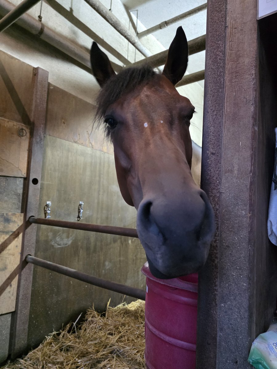 black_caesar711's tweet photo. 本日の出走馬🐴

4R発走時刻16:30
スパーキングデビュー新馬2歳(六)(イ)900m
2枠2番パタヤビーチ古岡勇樹騎手

10R発走時刻19:40
夏至光(げしこう)特別B2(二)1600m
2枠2番サザンカ西啓太騎手

応援よろしくお願いいたします‼️

#川崎競馬 #長友豊厩舎 #パタヤビーチ #サザンカ https://t.co/KneDdCiqlU