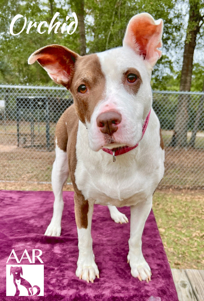 FredHaasCountry's tweet photo. 🐾 Meet Orchid, our @aar_texas #PetOfTheWeek! Calm, loving, and happiest in a quiet home, she adores cozy naps, leash strolls, and head scratches. Best with someone home often or a calm companion. Give her the forever home she deserves! ❤️https://t.co/th9uvFnLD1 #ShelterPets https://t.co/czMf9pCJUk