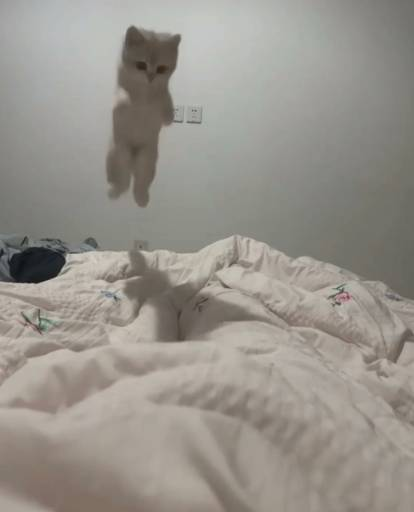 portom0x's tweet photo. This cat flies to millions or even billions. https://t.co/7OfM3g0IjF