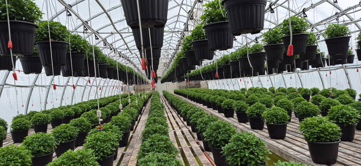 123murrey's tweet photo. WARNING the following images may be disturbing to some viewers Working in a greenhouse means your always planning for the next season
or two Our fall mum crop is well underway and growing beautifully, healthy and green, right on schedule!RiseandShine Nursery #Goulds #StJohns #NL https://t.co/ukQ6VueKLC
