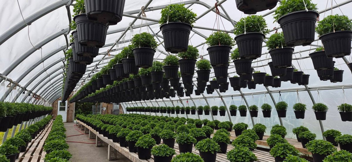 123murrey's tweet photo. WARNING the following images may be disturbing to some viewers Working in a greenhouse means your always planning for the next season
or two Our fall mum crop is well underway and growing beautifully, healthy and green, right on schedule!RiseandShine Nursery #Goulds #StJohns #NL https://t.co/ukQ6VueKLC