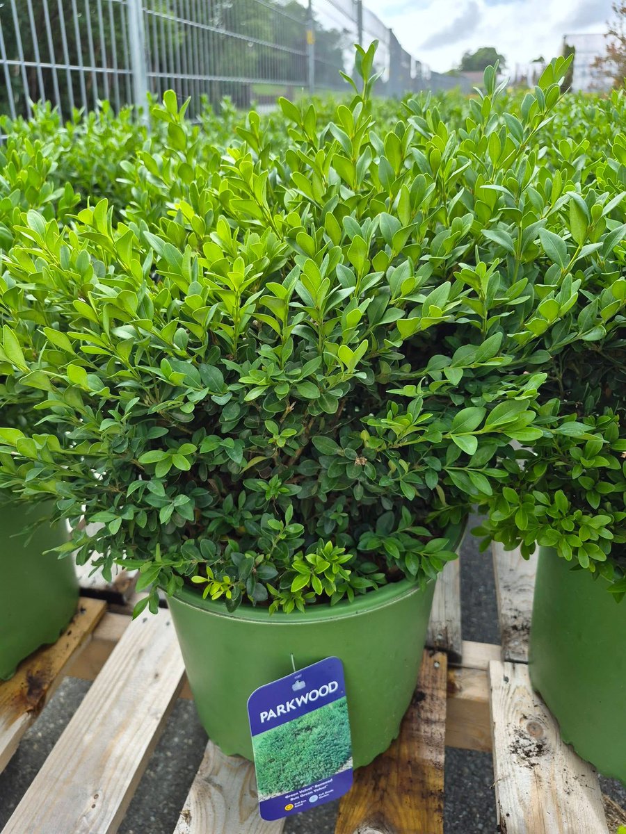 123murrey's tweet photo. 📢 BOXWOOD BLOW OUT! 🌿💚
3 Gallon Green Velvet Boxwoods: ONLY $39!!!!!Reg: $69.95 👏🤯 FULLY STOCKED!!! 
RiseandShine Nursery #Goulds #StJohns #NL https://t.co/Ce15sm1N5T