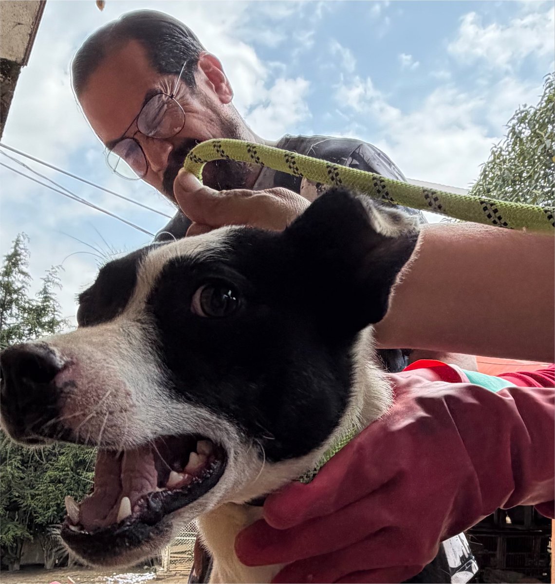 RefugiOceaniCAN's tweet photo. 🚨 COLECTA URGENTE VETERINARIO 🚨
Licenciados, no puedo sola 😔💔

Tenemos 14 vidas en tratamiento veterinario diario y la cuenta no para de crecer...

👴🏼💜 2 VIEJITOS en tratamiento. Sus cuerpitos ya están cansados y necesitan medicamento diario para seguir aquí con nosotros.
♿️ 1 PERRITO DISCAPACITADO con terapia y medicación especial.
🌙 1 LUNETA que es joven pero se lesionó una oreja
🐾 10 BEBÉS que necesitan que el doctor venga DIARIO a inyectarlos, revisarlos y que no se nos vayan.

Son 14. Trece caritas que me ven con esperanza y yo con el corazón en la mano porque estiro los pesos para cubrir la atención veterinaria y medicamentos.

El veterinario viene todos los días por ellos, no nos ha dejado solos, pero ya le debemos muchísimo y si no le abonamos hoy, mañana no puede venir... y sin él, se nos mueren.

Por favor, no los dejen solos. Aunque sea de $20, $50, $100 pesitos... TODO suma para su medicina.

Si no puedes donar, por favor comparte. Que llegue a más patitas solidarias.

💳 PARA SUS MEDICINAS Y CONSULTAS:

Azteca 
clabe
127180013445630838 
O
Banorte
Clabe 072180013252156100
O
BBVA: 
Clabe 012180029738436107
a nombre de Areli
https://t.co/1pRdLdaRx7: https://t.co/CmmanDpGdG

CONCEPTO: DONACIÓN VETERINARIO

Mándame tu comprobante para agradecerte personalmente y enseñárselo al doc 🙏🏼

Gracias por no soltarles la patita nunca 💜

- Areli de los Perros y mis 14 guerreritos de Oceanican

#ColectaVeterinario #UrgenteVet #13Vidas #Viejitos #Discapacitado #Bebes #Oceanican #PatitasSolidarias #AyudaVeterinaria #CDMX