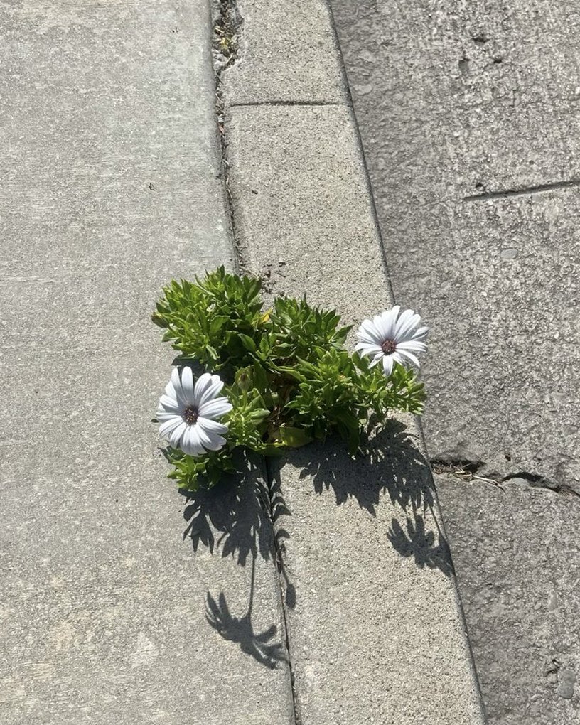 krystasalass's tweet photo. i’ll keep growing no matter what ꫂ❁ https://t.co/xYgJkjGzZn