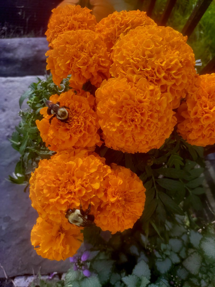 EileenMLena's tweet photo. @YisraelOfficial Forever In Our Hearts
🧡🧡♾️🧡🧡 https://t.co/pl1HLZ3foR