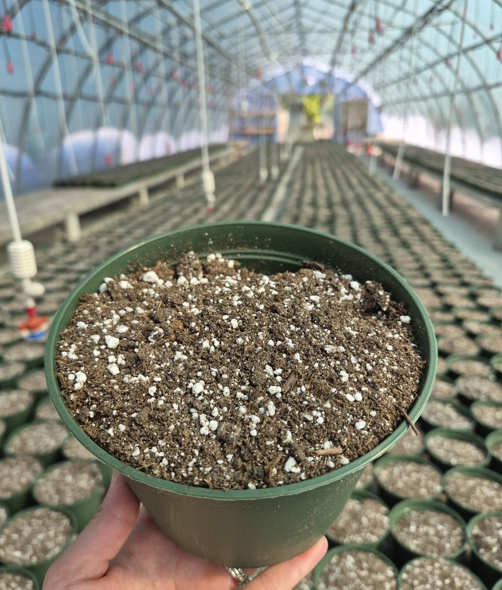 123murrey's tweet photo. Now we're really pushing it — Christmas in July 🤭 Yes we really did just said the 'C' word 🤯 We're so excited to announce that our Christmas poinsettias are officially planted and growing for this upcoming winter season! 💚🌱👌 RiseandShine Nursery #Goulds #StJohns #NL https://t.co/ApgB8VE1dj