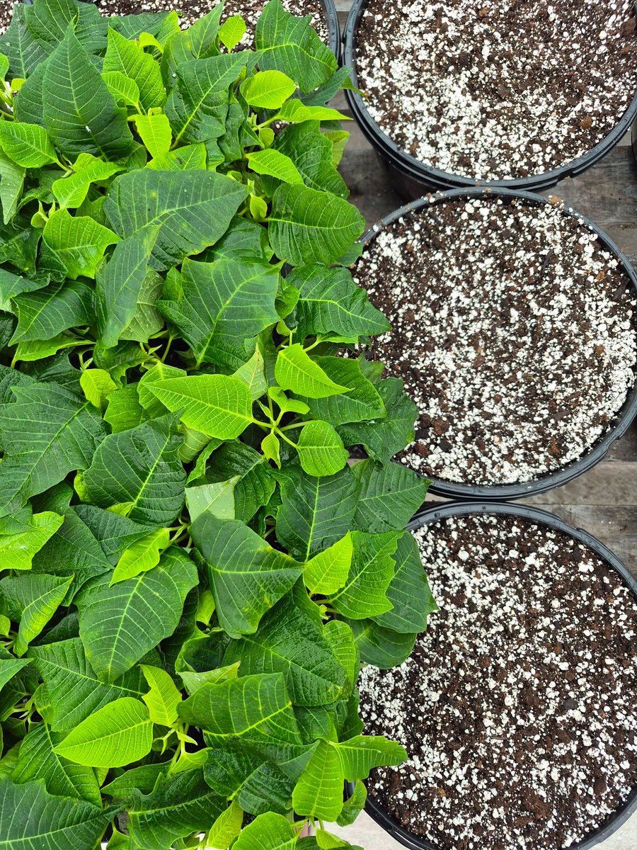 123murrey's tweet photo. Now we're really pushing it — Christmas in July 🤭 Yes we really did just said the 'C' word 🤯 We're so excited to announce that our Christmas poinsettias are officially planted and growing for this upcoming winter season! 💚🌱👌 RiseandShine Nursery #Goulds #StJohns #NL https://t.co/ApgB8VE1dj