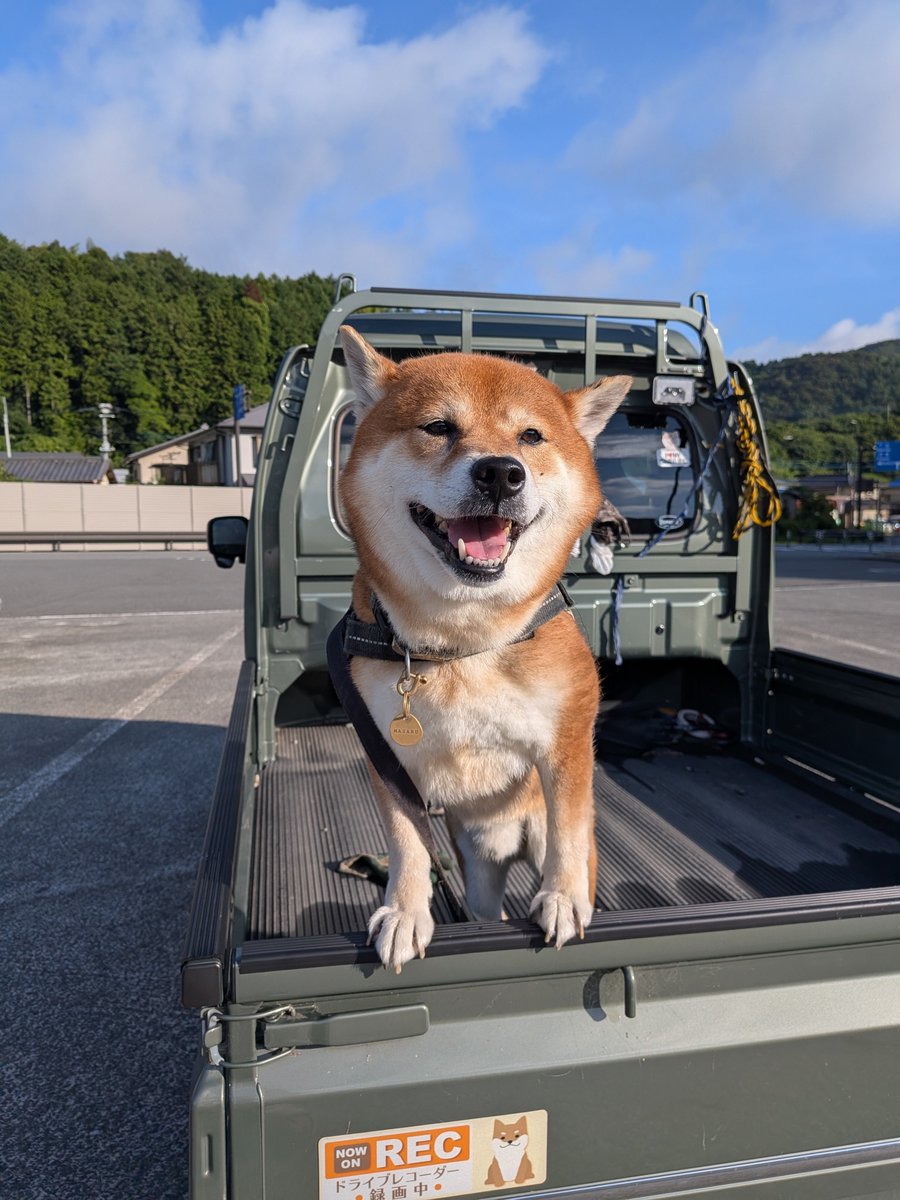 家シャンしてスッキリした柴犬🐶