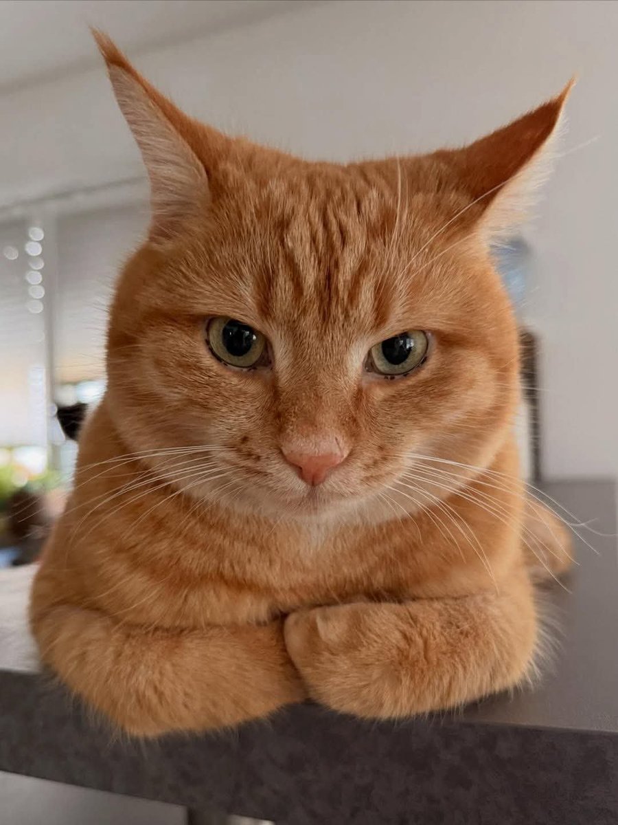 DailyCatsX tweet picture