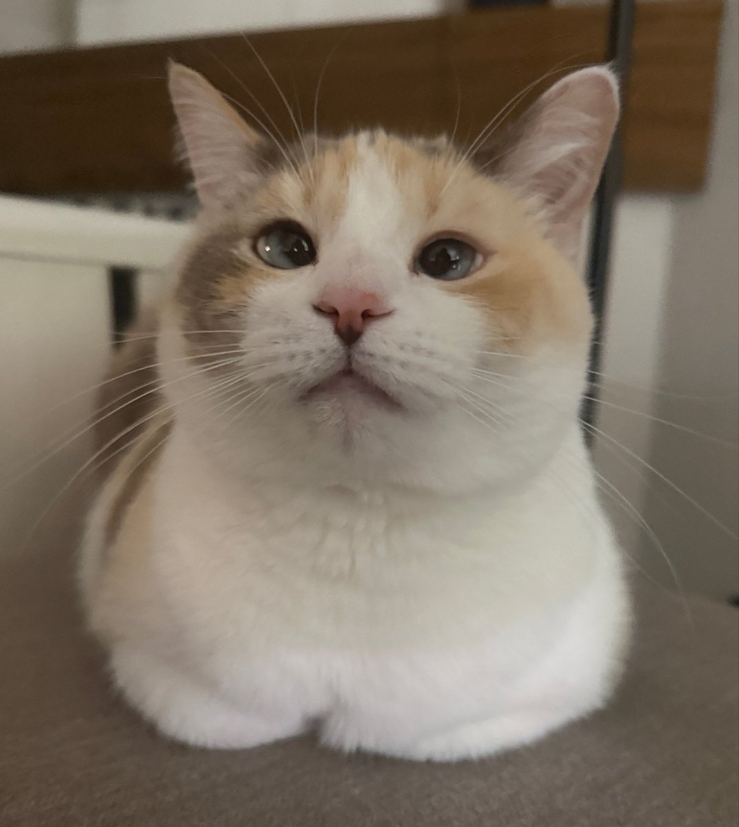 fatfatpankocat's tweet photo. Most stuffed animal looking creature ever https://t.co/Jyr0fKeUNR